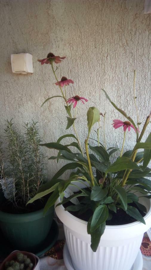 Apartment Butterfly Split - For Rest And Relaxation 外观 照片